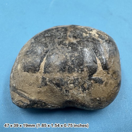 Eocene fossil crab london - eocene,