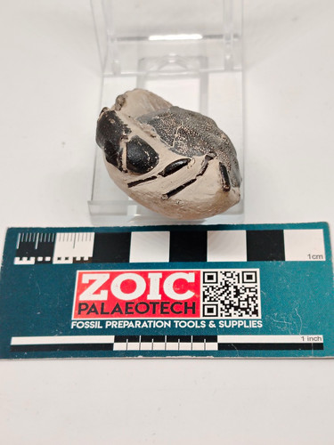 Zanthopsis fossil crab - zanthopsis,