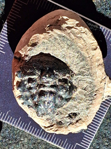 Basinopsis lamarcki london - basinopsis,