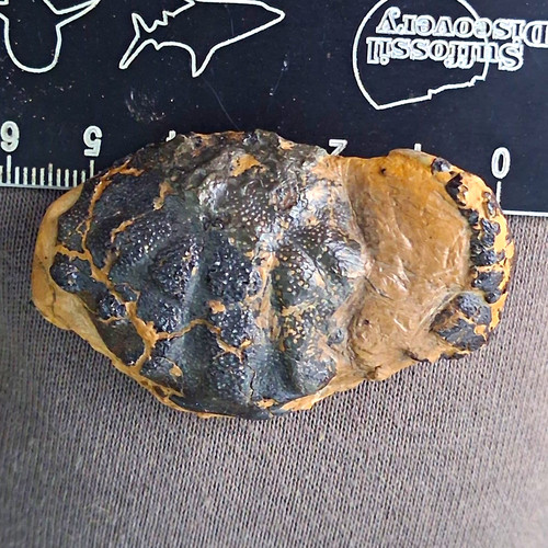 Zanthopsis leachii crab - zanthopsis,