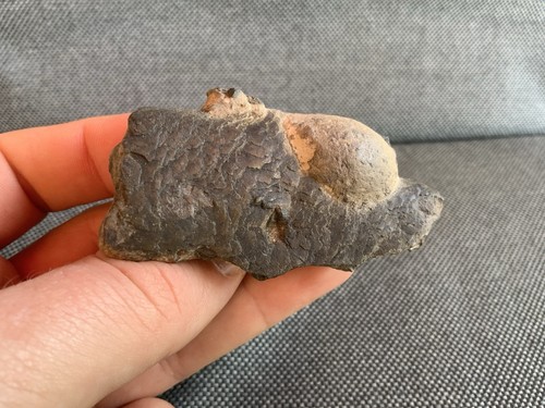 Fossil fish remains - fossil, london