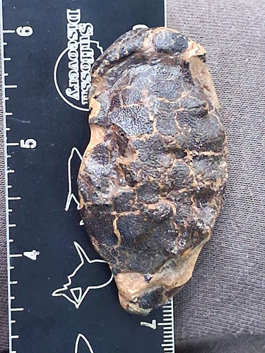 Zanthopsis leachii crab fossil - leachii,