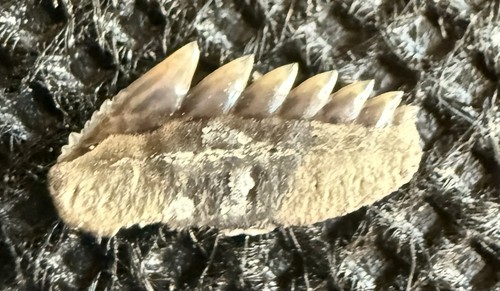 Rare hexanchus agassizi - 0.3”,