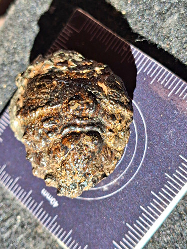 Basinopsis lamarcki london - basinopsis,